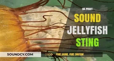Do Puget Sound Jellyfish Sting? Exploring Their Impact on Swimmers