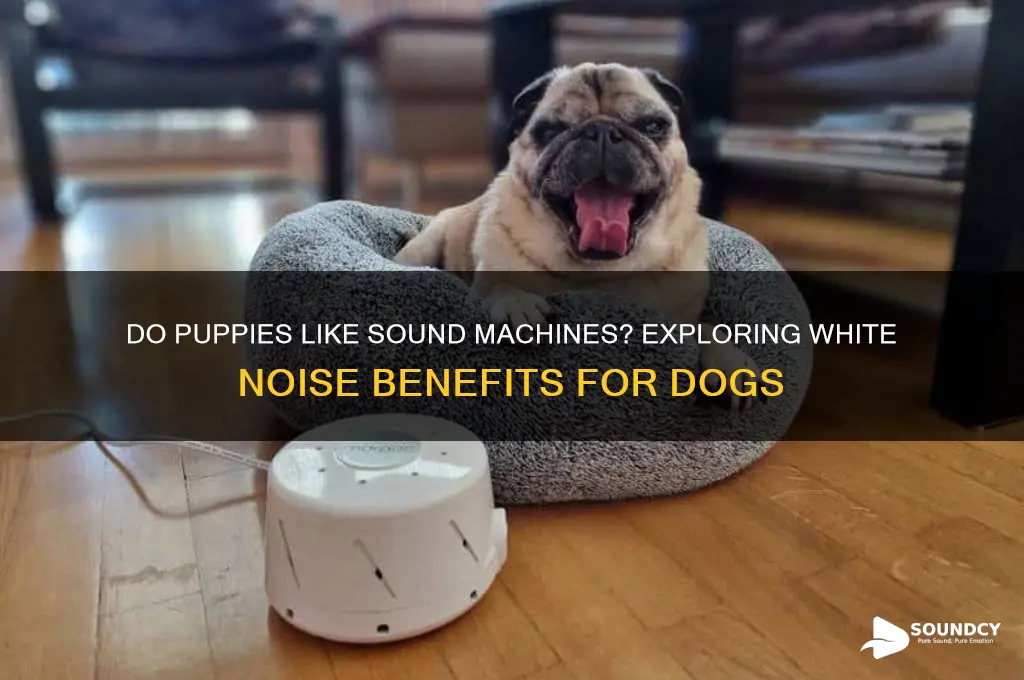 do puppies like sound machines