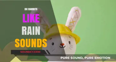 Do Rabbits Enjoy Rain Sounds? Exploring Their Response to Nature's Rhythms