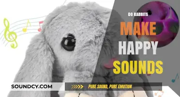 Do Rabbits Make Happy Sounds? Exploring Bunny Communication and Joy