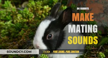 Do Rabbits Make Mating Sounds? Unveiling Their Vocalizations and Behaviors