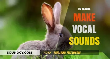 Do Rabbits Make Vocal Sounds? Uncovering Their Communication Methods