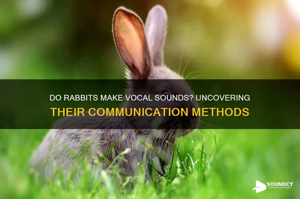 do rabbits make vocal sounds