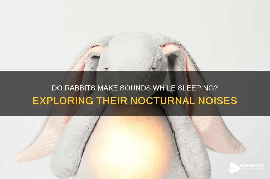 do rabbits sounds while sleeping