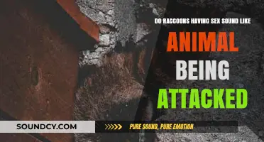 Raccoon Mating Calls: Attack Sounds or Natural Behavior Explained