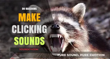 Do Raccoons Click? Unveiling the Mystery Behind Their Noises