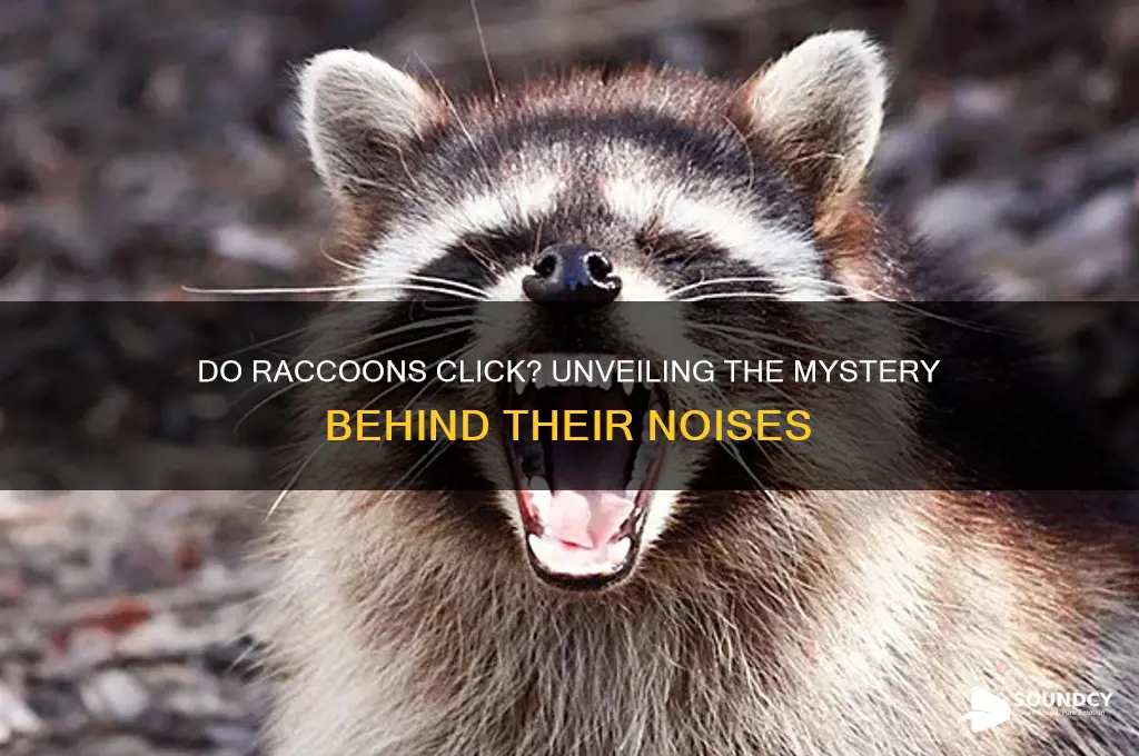 do raccoons make clicking sounds