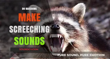 Do Raccoons Screech? Unraveling the Mystery of Their Noisy Calls