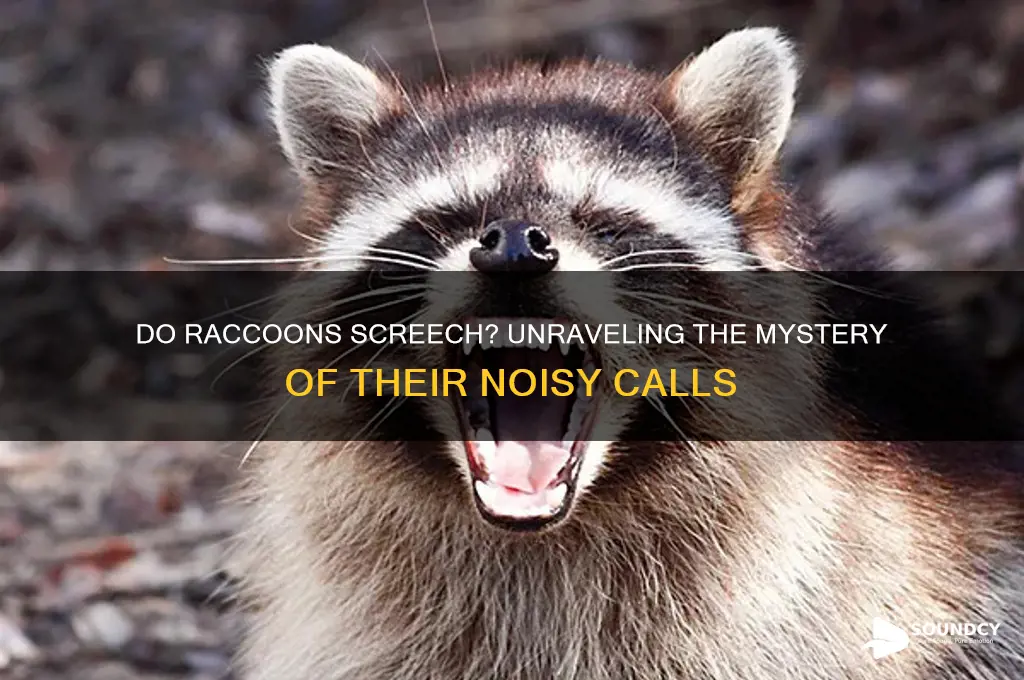 do raccoons make screeching sounds