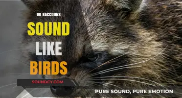 Do Raccoons Sound Like Birds? Unraveling the Mystery of Their Calls