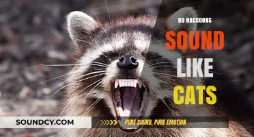 Do Raccoons Sound Like Cats? Exploring Their Unique Vocalizations