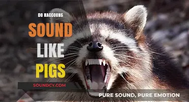Do Raccoons Sound Like Pigs? Uncovering the Truth Behind Their Noises