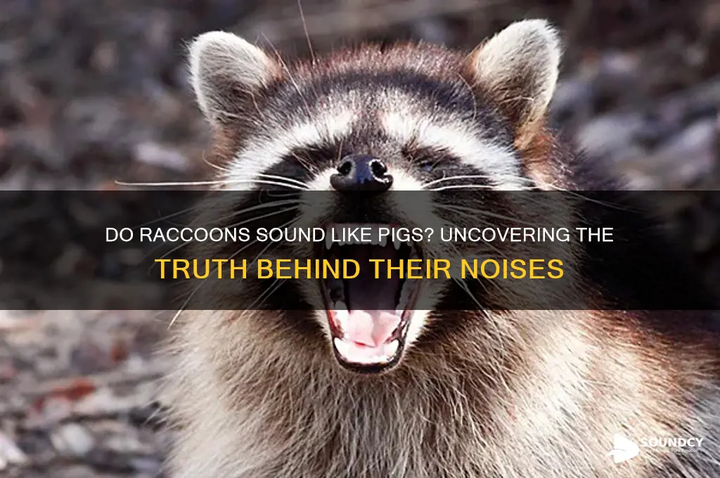 do raccoons sound like pigs