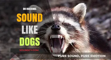 Do Raccoons Sound Like Dogs? Uncovering the Truth Behind Their Noises