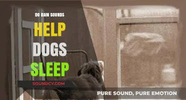 Rain Sounds: A Natural Sleep Aid for Dogs?