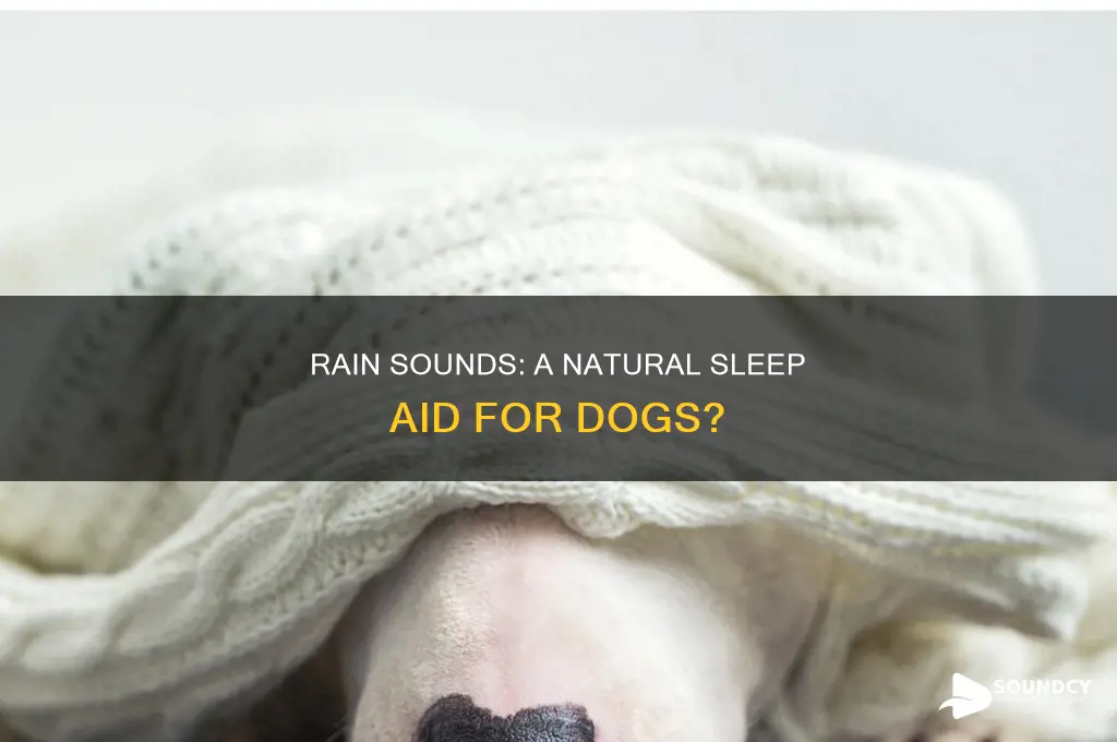 do rain sounds help dogs sleep