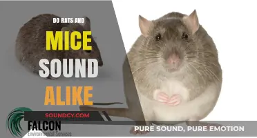 Rats and Mice: Different Sounds, Similarities
