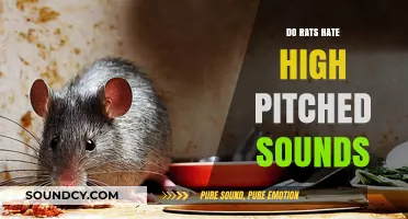 High-Pitched Noises: A Rat's Worst Nightmare?