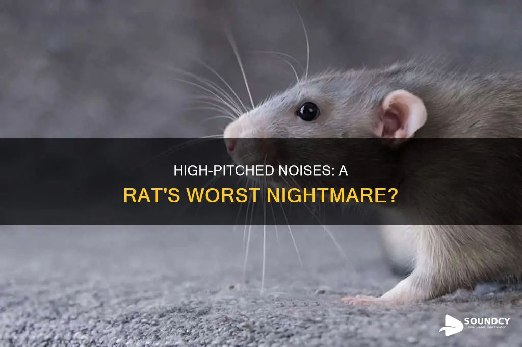 do rats hate high pitched sounds
