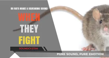 Do Rats Squeak During Fights? Uncovering Rodent Battle Noises