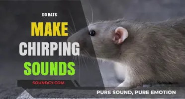 Do Rats Chirp? Uncovering the Surprising Sounds of Rodents