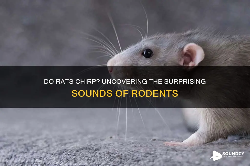 do rats make chirping sounds