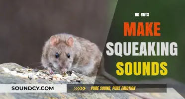 Do Rats Squeak? Understanding Their Unique Communication Sounds