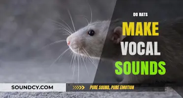 Do Rats Make Vocal Sounds? Exploring Their Communication Methods