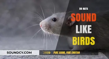 Do Rats Chirp Like Birds? Unraveling Rodent Vocalizations and Sounds
