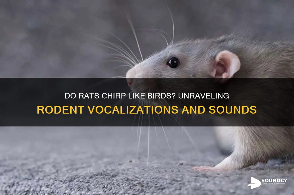 do rats sound like birds