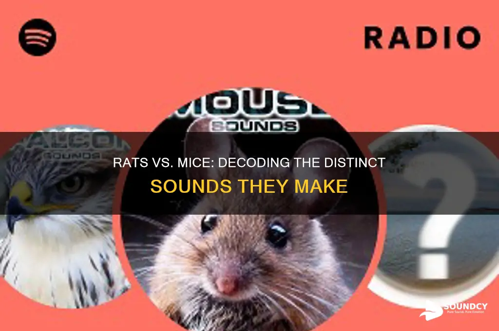 do rats sound like mice