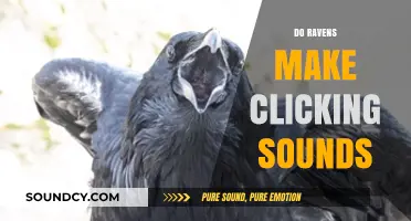Do Ravens Click? Unveiling the Mystery of Their Unique Sounds