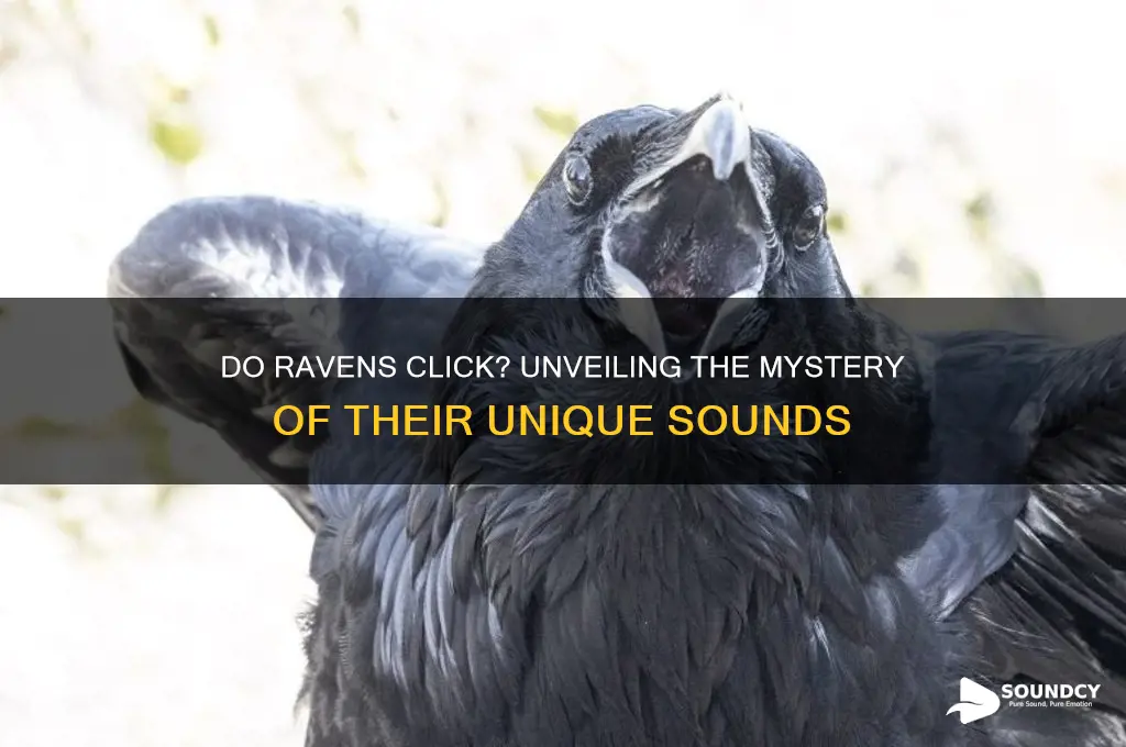 do ravens make clicking sounds
