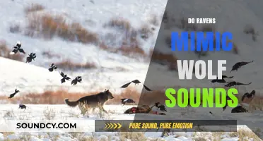 Do Ravens Mimic Wolf Sounds? Unveiling the Mystery of Avian Imitation