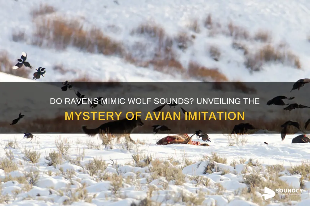 do ravens mimic wolf sounds