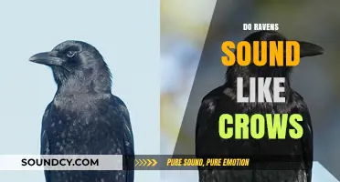 Ravens vs. Crows: Unraveling the Distinct Sounds of These Intelligent Birds