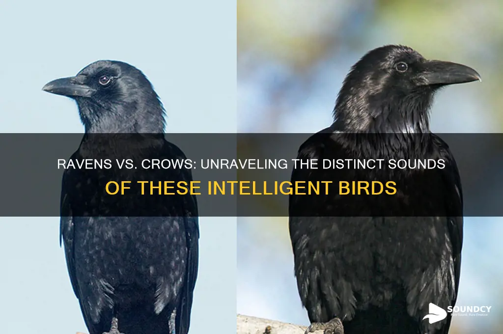 do ravens sound like crows