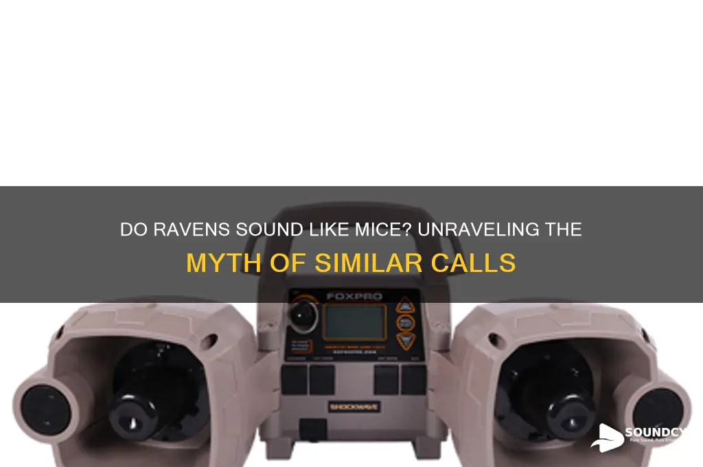 do ravens sound like mice