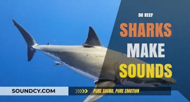 Unveiling the Mystery: Do Reef Sharks Produce Underwater Sounds?