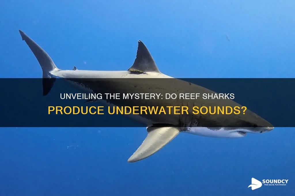 do reef sharks make sounds
