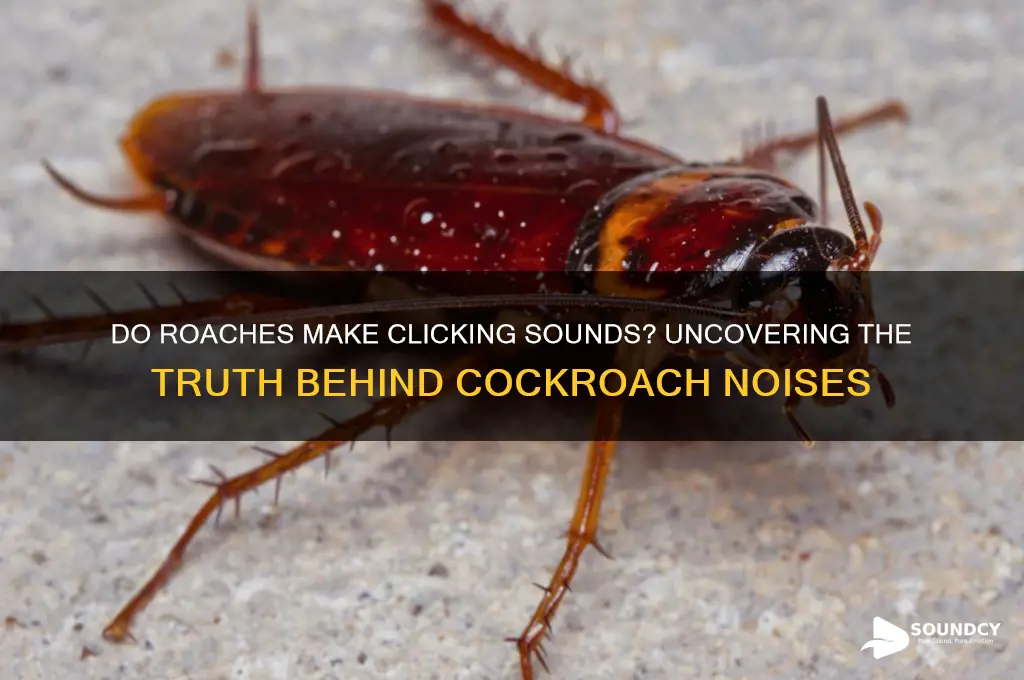 do roaches make clicking sounds