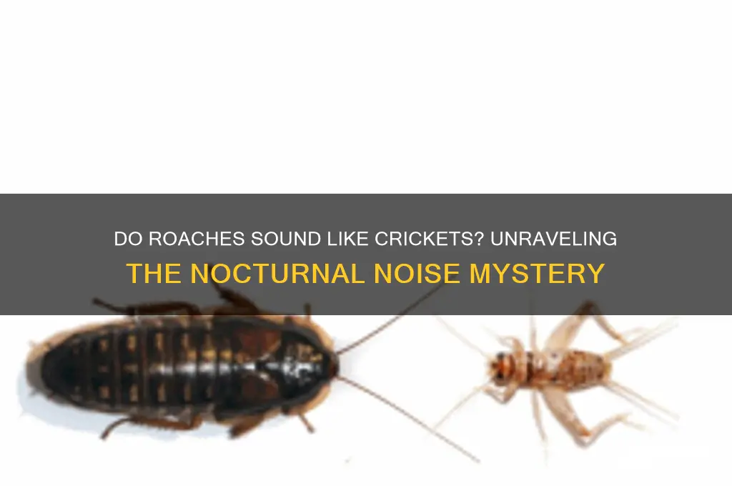 do roaches sound like crickets