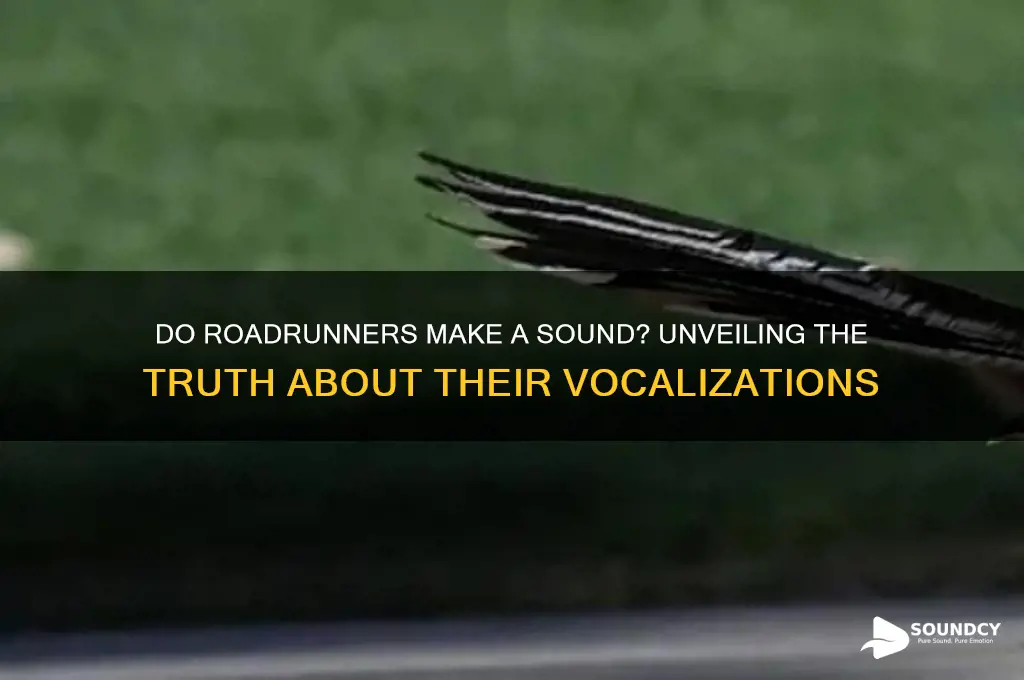 do roadrunners make a sound