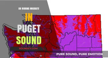Where Do Robins Go in Puget Sound?