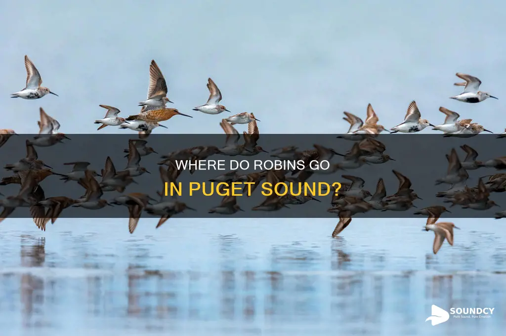do robins migrate in puget sound