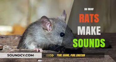 Do Roof Rats Make Sounds? Understanding Their Noises and Behavior
