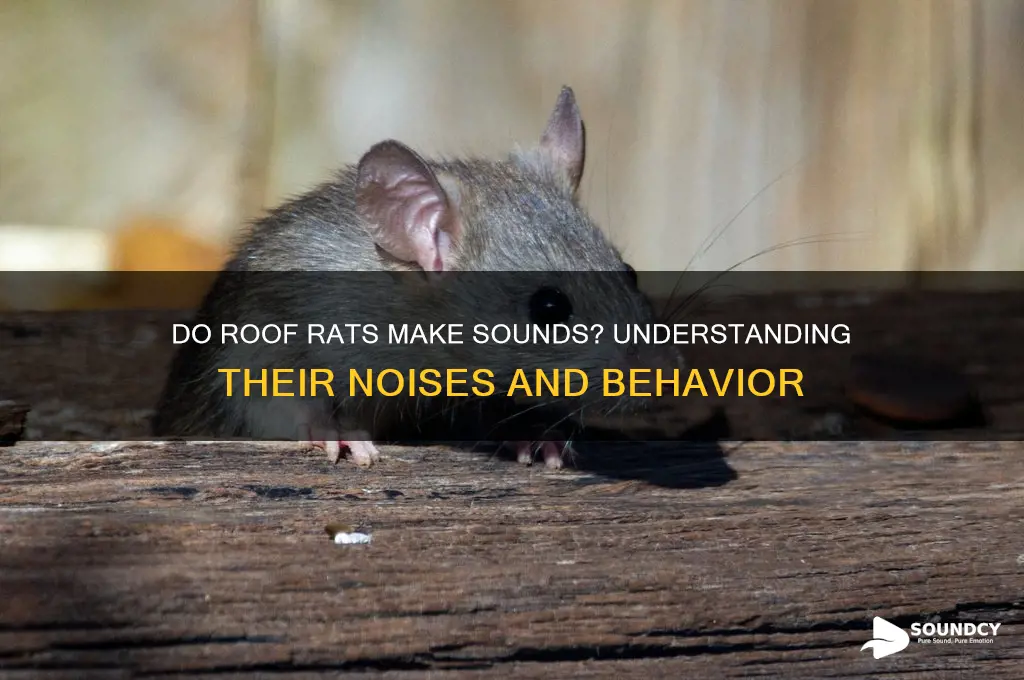 do roof rats make sounds