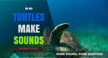 Unveiling the Mystery: Do Sea Turtles Communicate Through Sounds?