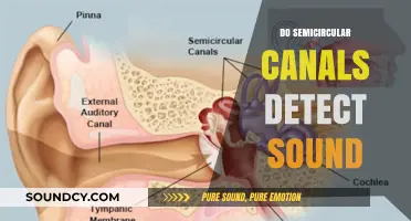 Do Semicircular Canals Detect Sound? Unraveling the Auditory Mystery