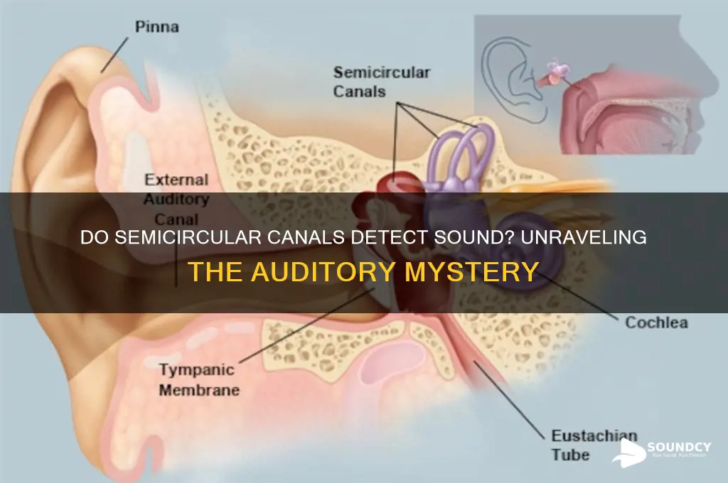 do semicircular canals detect sound